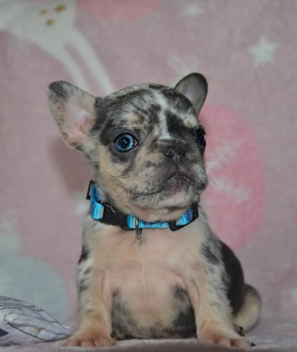 cachorros bulldog francés de calidad registrados en AKC
