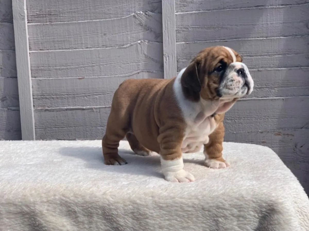 çarpıcı Huu temiz kaliteli bulldog yavruları