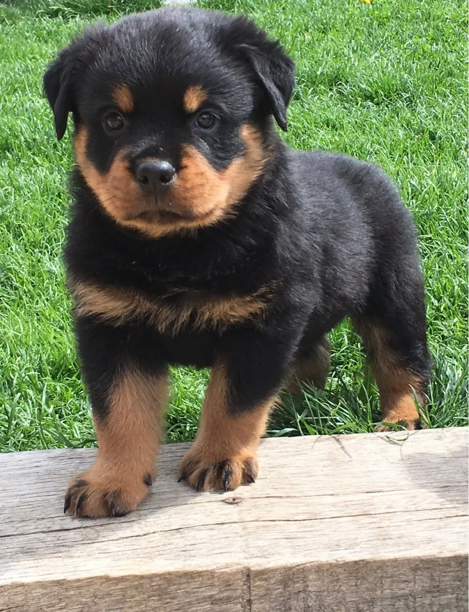 罗威纳犬幼犬