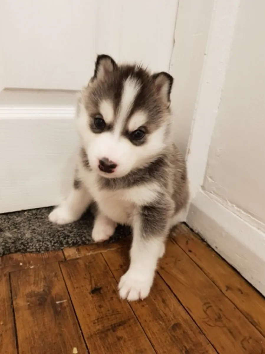 akc kayıtlı siberian husky yavruları