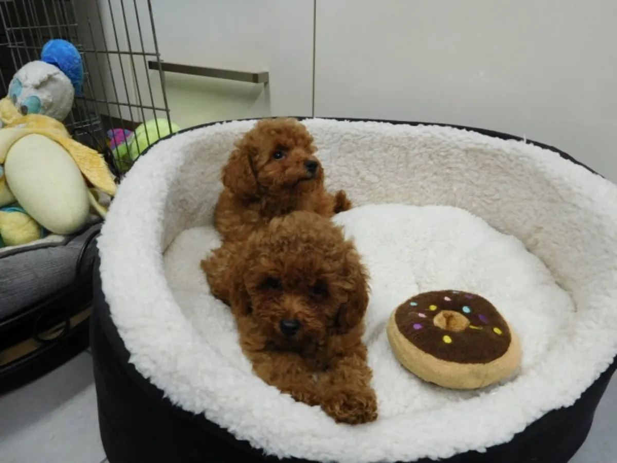 güzel Toy Poodle yavruları