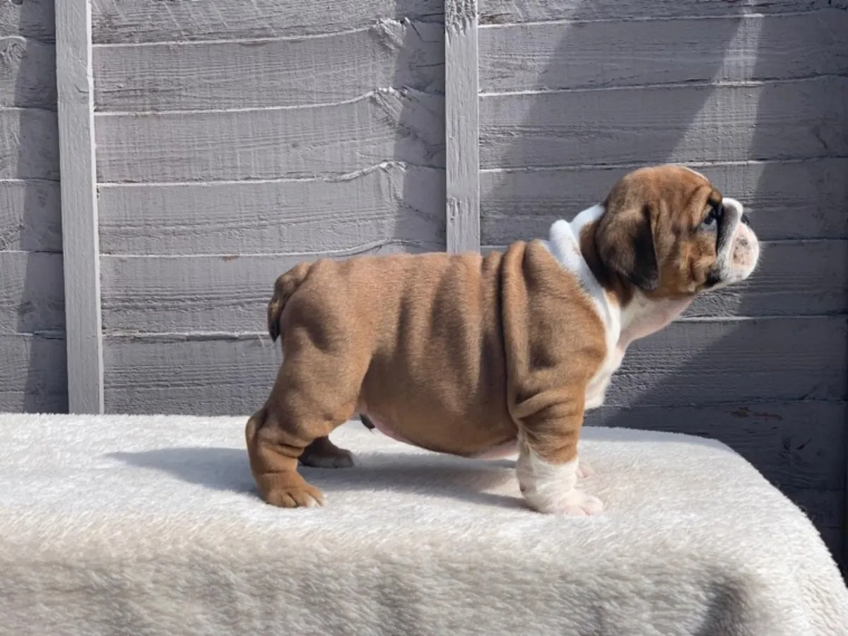 çarpıcı Huu temiz kaliteli bulldog yavruları