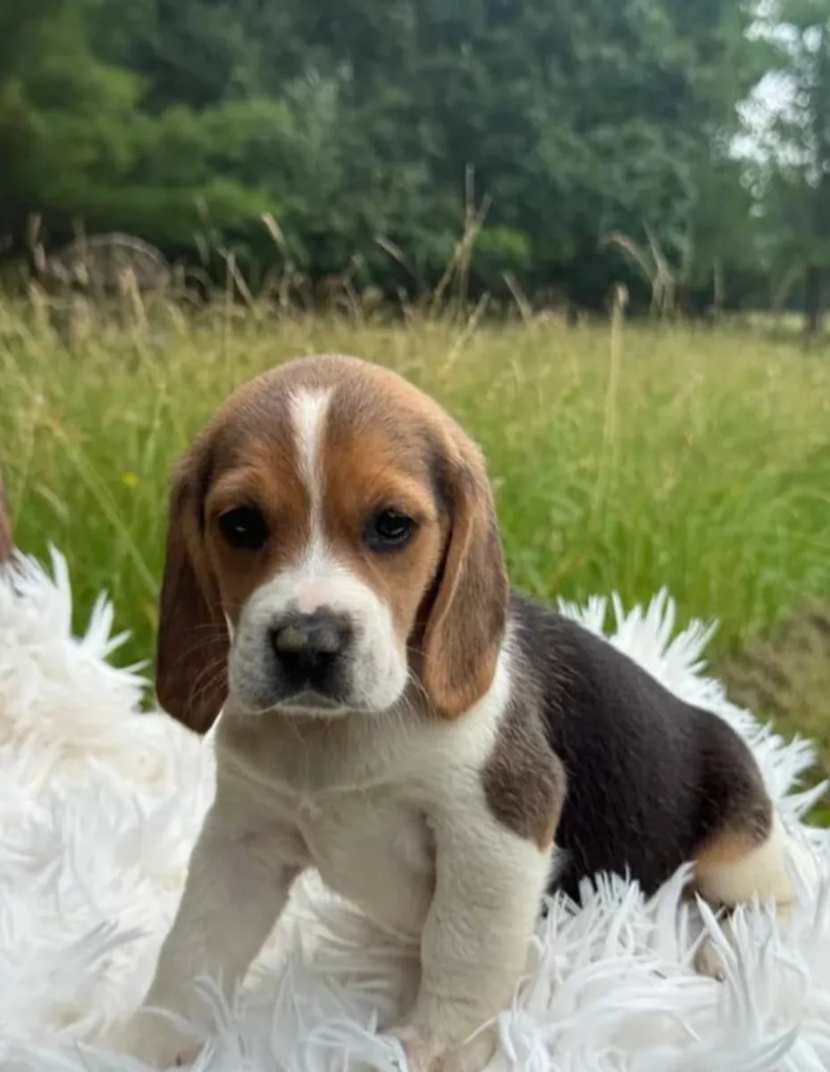 AKC注册的比格犬幼犬（请通过下面的whatsapp号码与我联系）