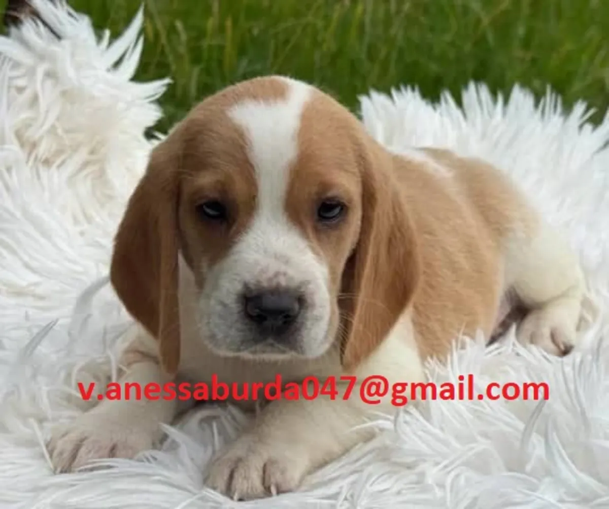 AKC kayıtlı beagle yavruları (lütfen benimle fotoğraflar üzerinden e-posta ile iletişime geçin)
