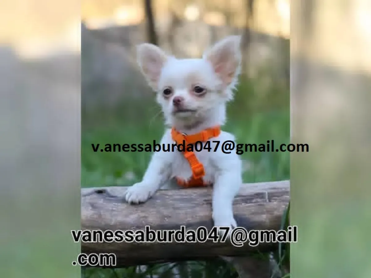 Chiots Chihuahua pour vous (veuillez me contacter par e-mail sur les photos)