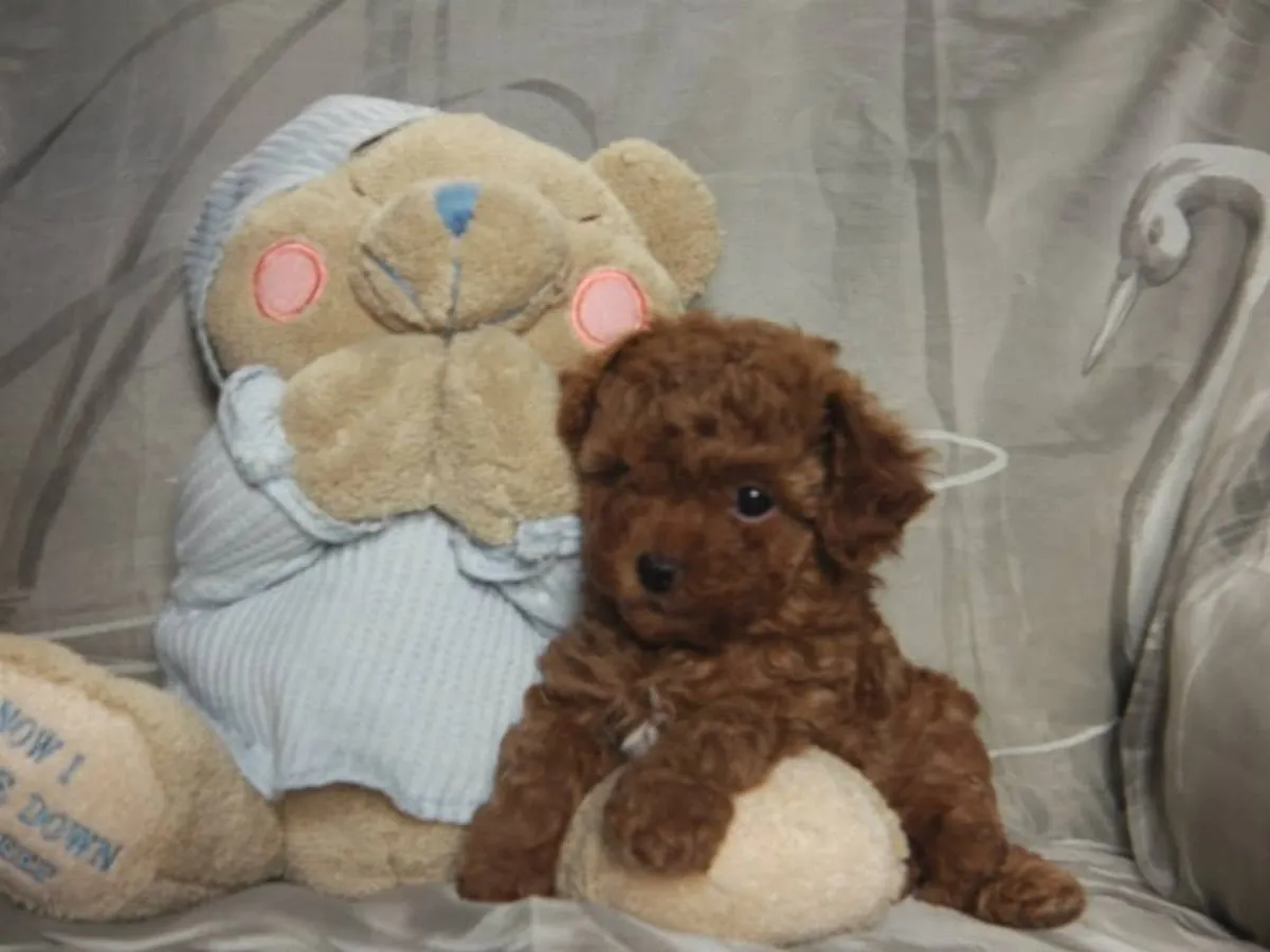 纯种贵宾犬幼犬（请通过下面的whatsapp号码与我联系）