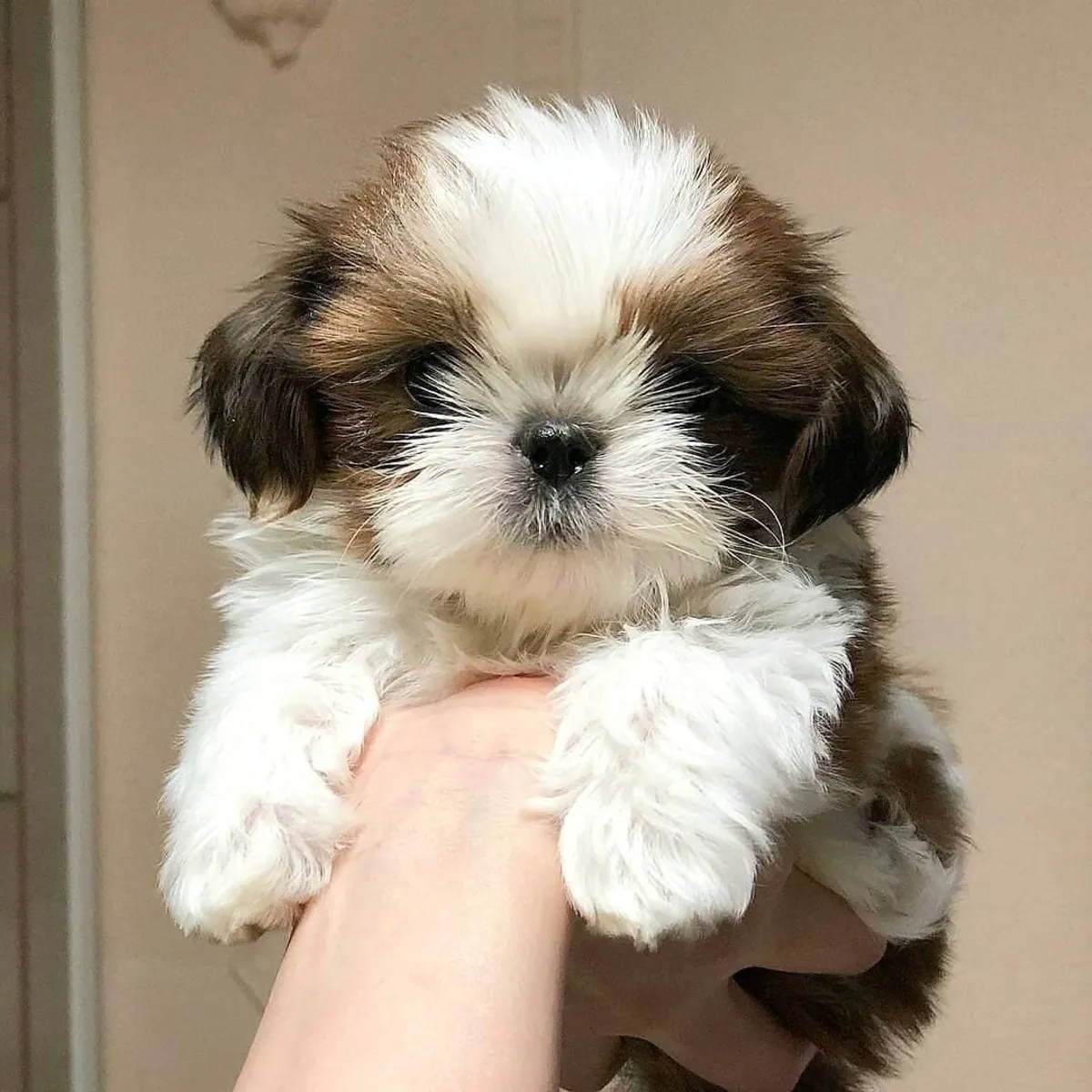 可爱的西施犬幼犬可供出售