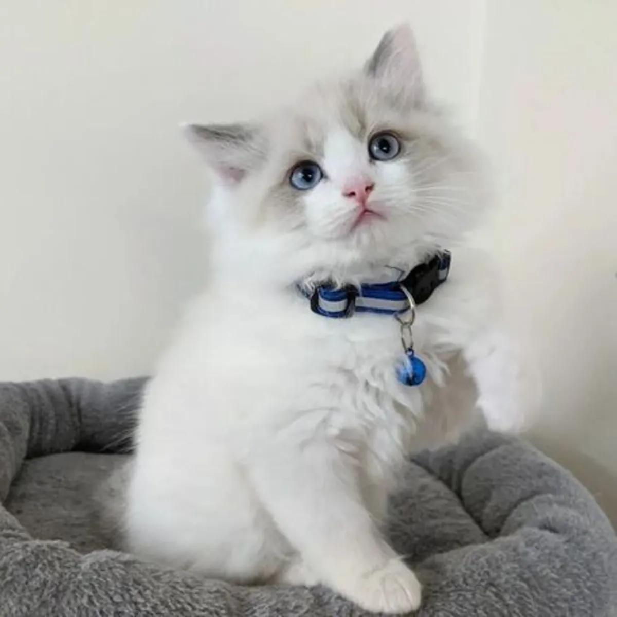 可爱的布偶猫小猫可供出售