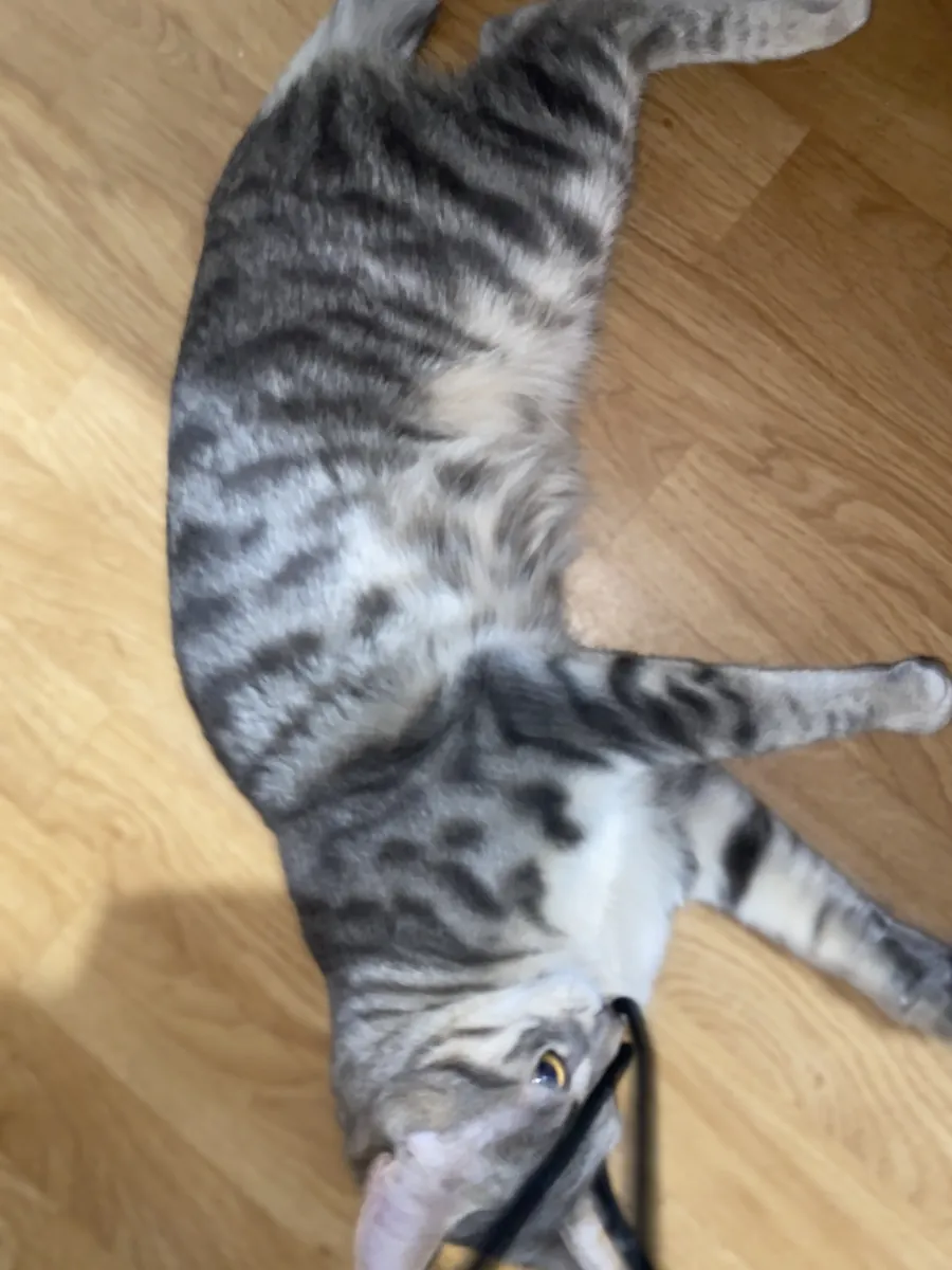 Chat de 7 mois 