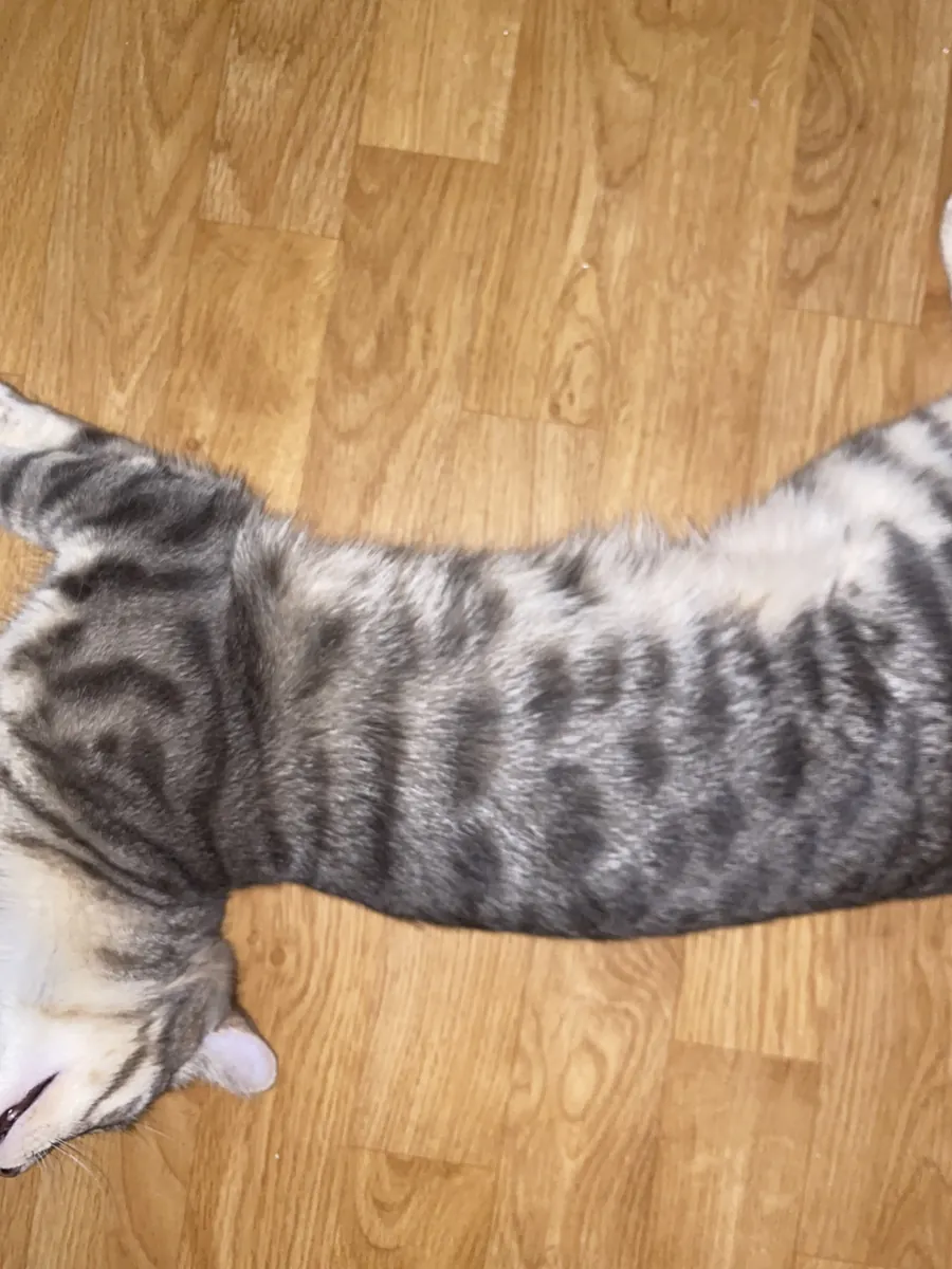 Chat de 7 mois 