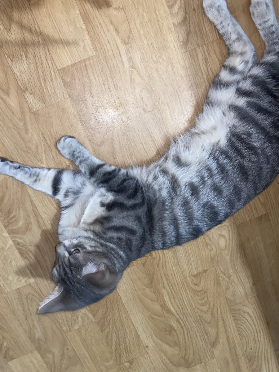 Chat de 7 mois 