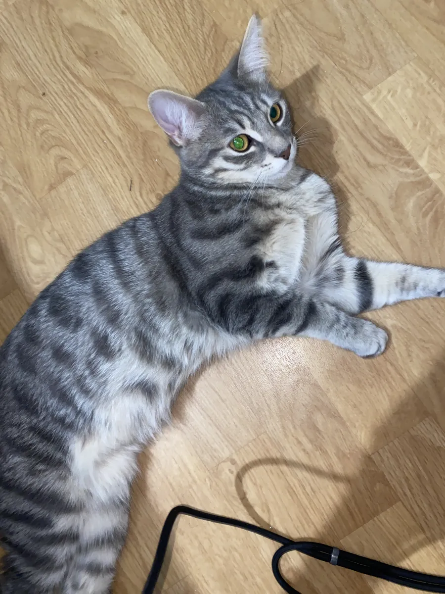 Chat de 7 mois 