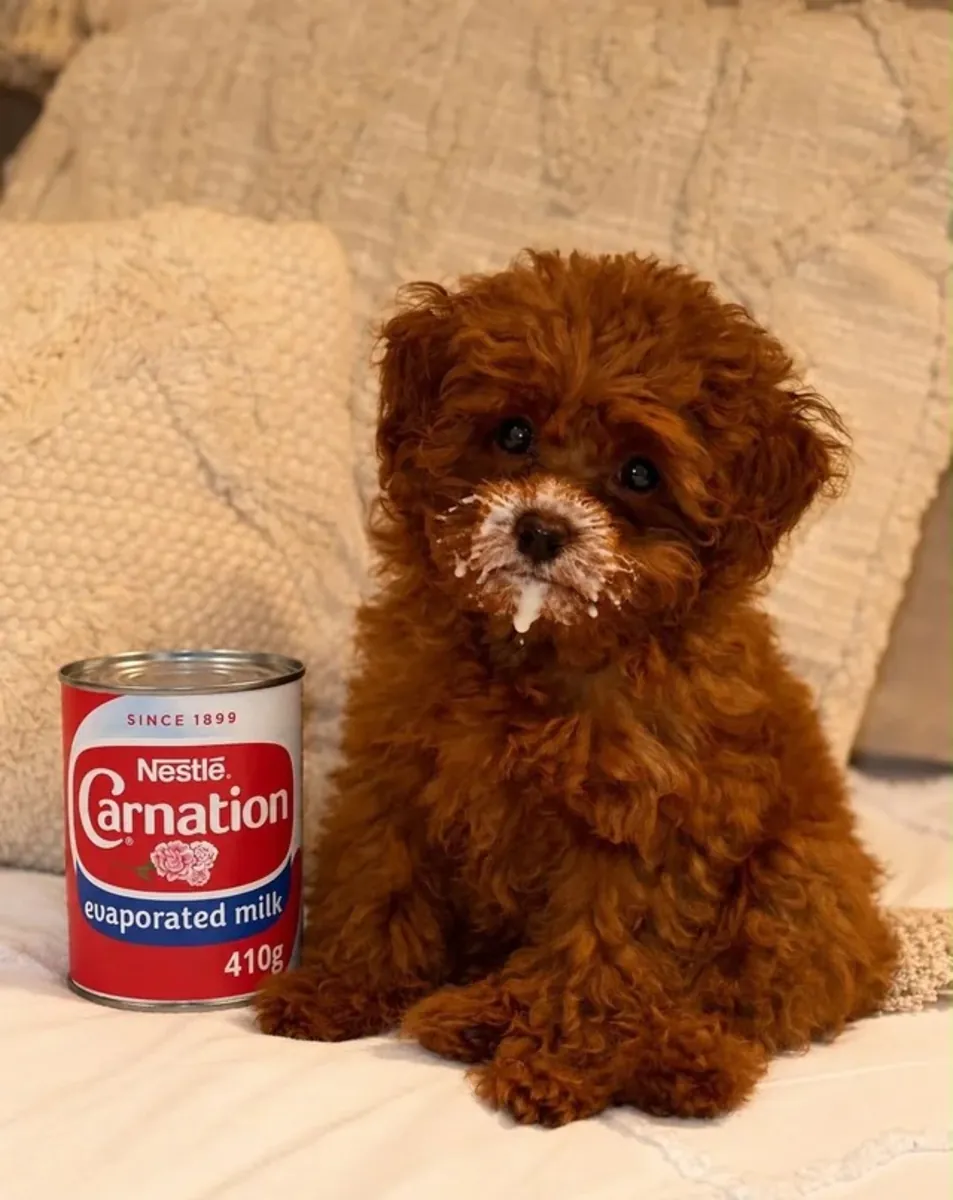 Adorable poodle 