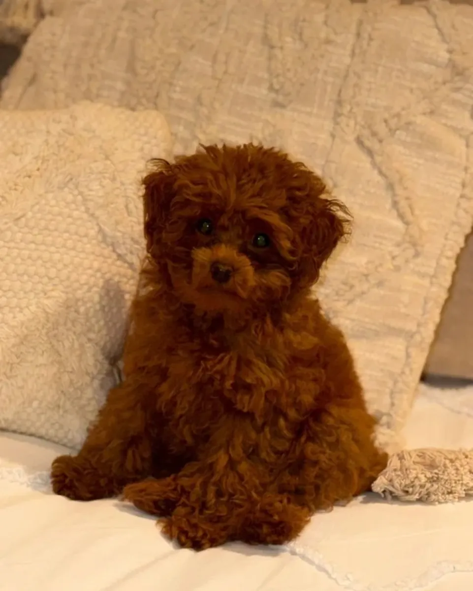 Adorable poodle 
