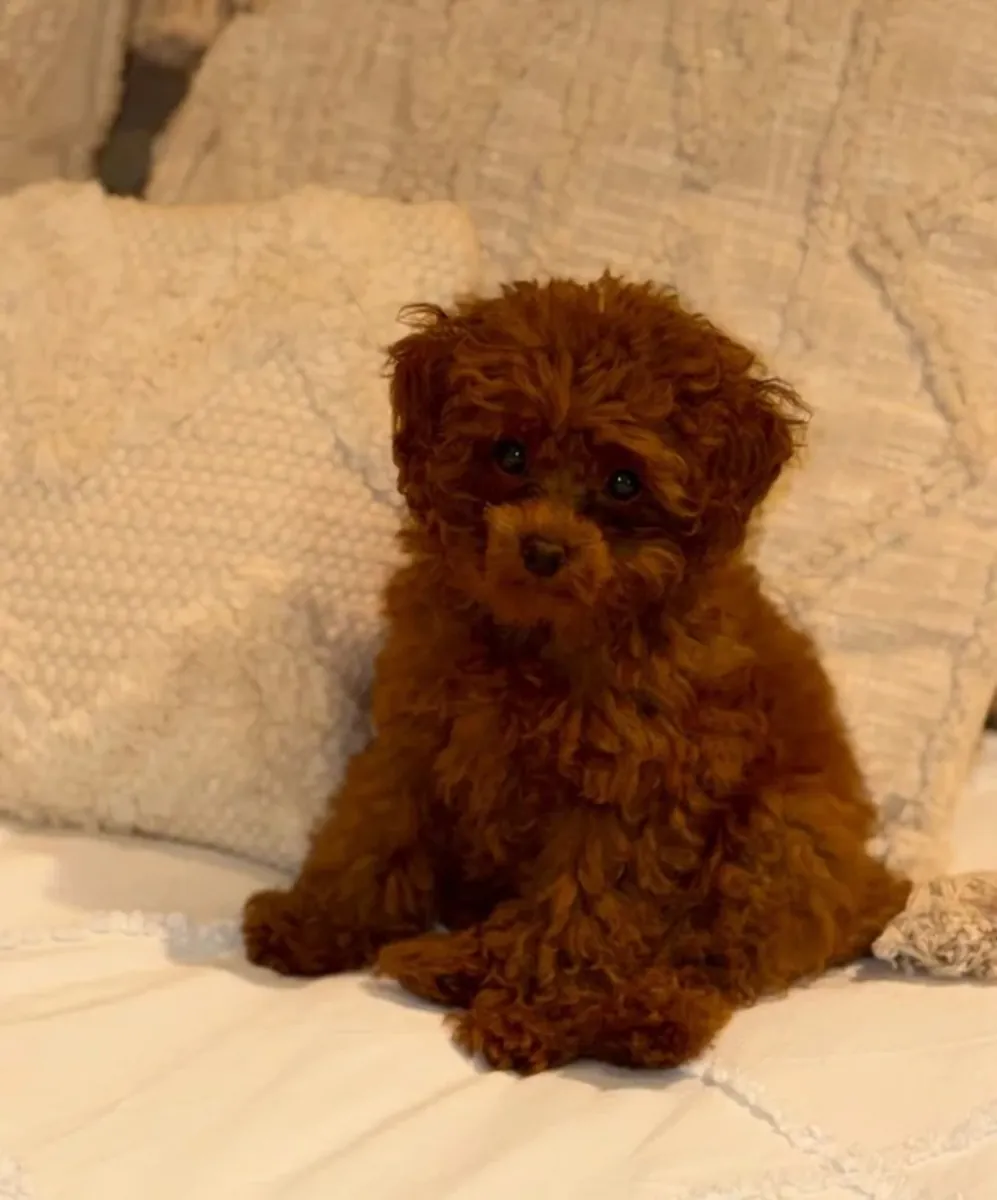 Adorable poodle 