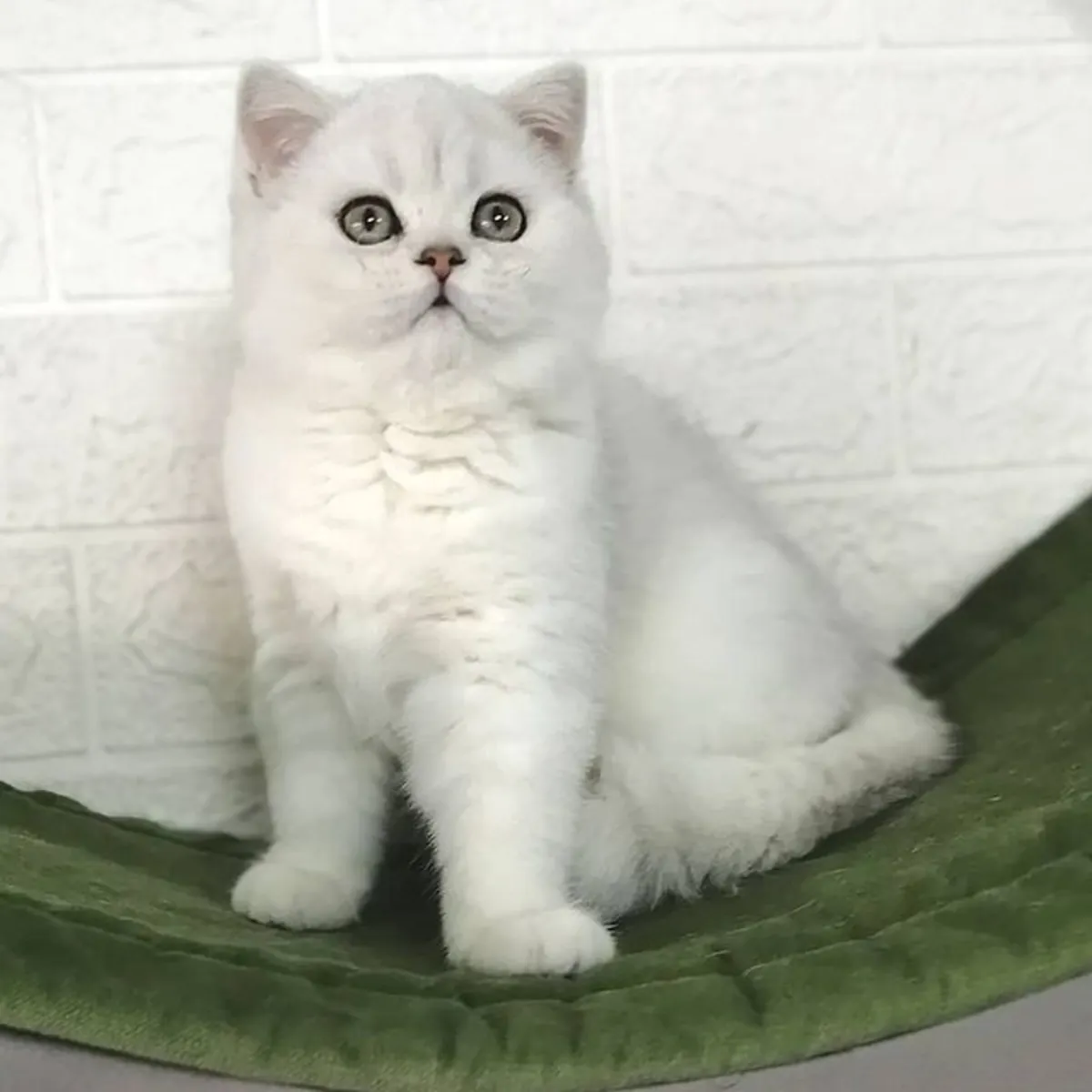 El 26 de junio de 2026 nacieron unos preciosos gatitos. Gatitos de color lila con ojos ámbar.