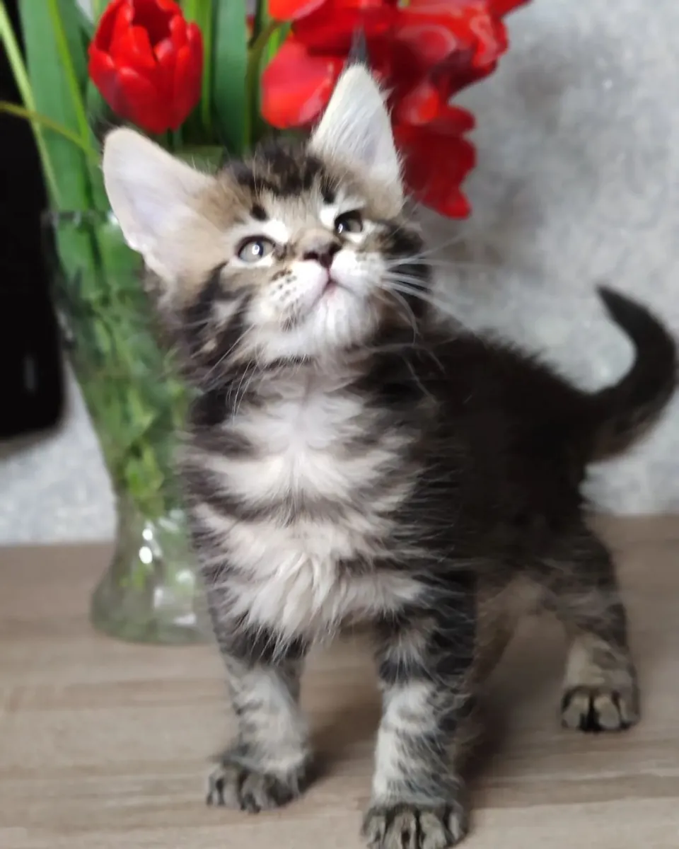 使我们的猫咪特别的地方：