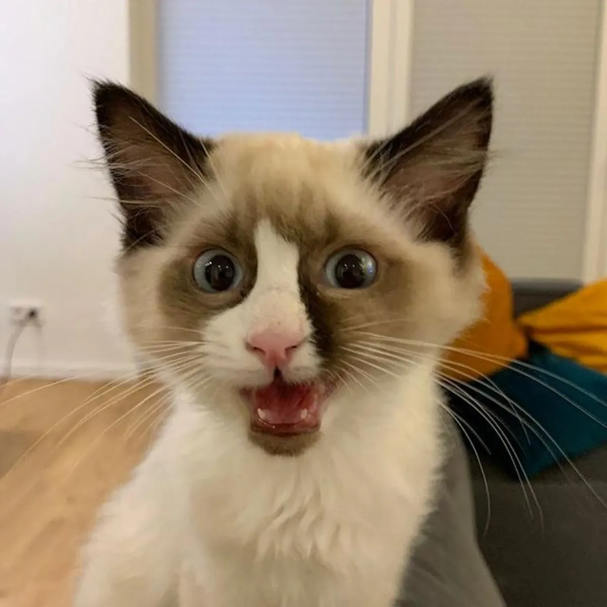 如果您愿意，可以提前预约与我们联系，参观小猫并亲自了解它们。