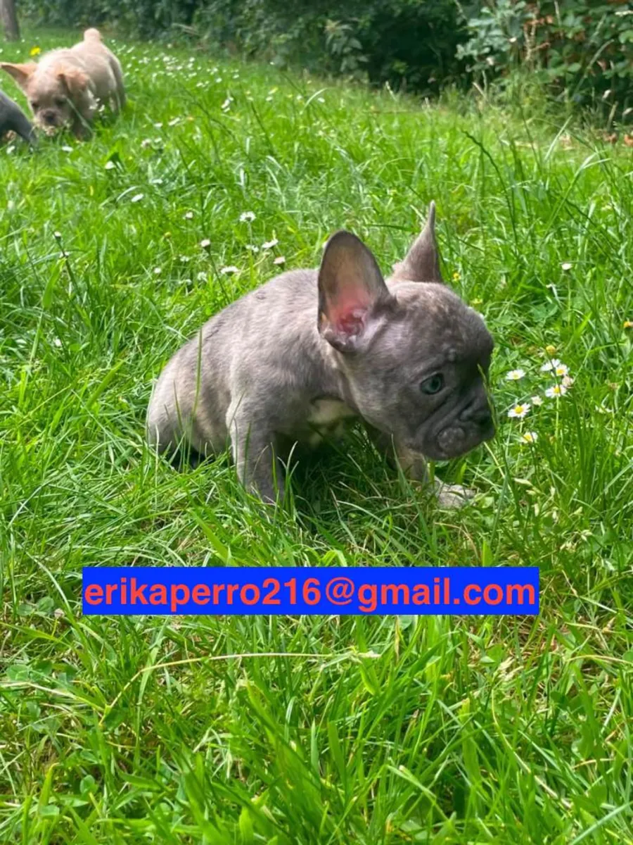 Regalo cachorros de Bulldog Francés (macho y hembra)