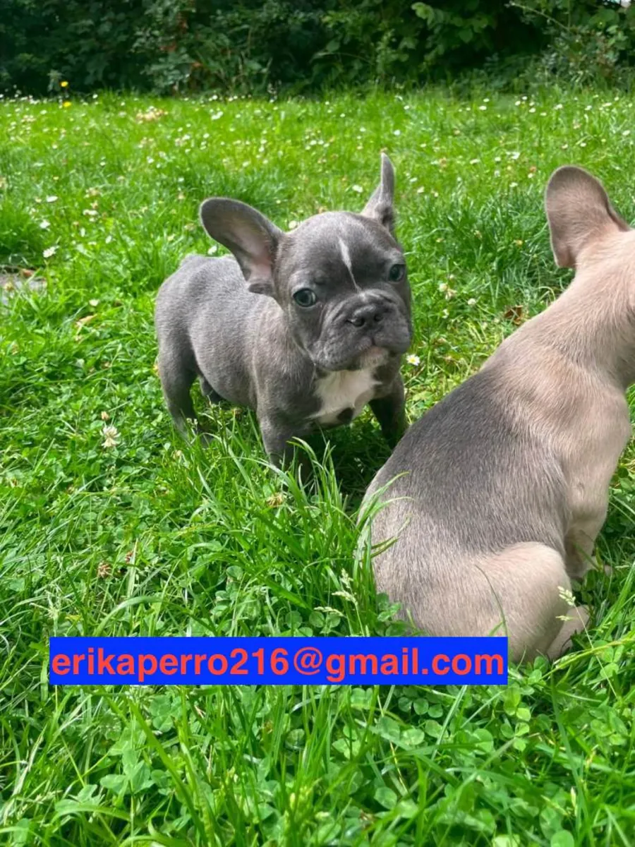Regalo cachorros de Bulldog Francés (macho y hembra)