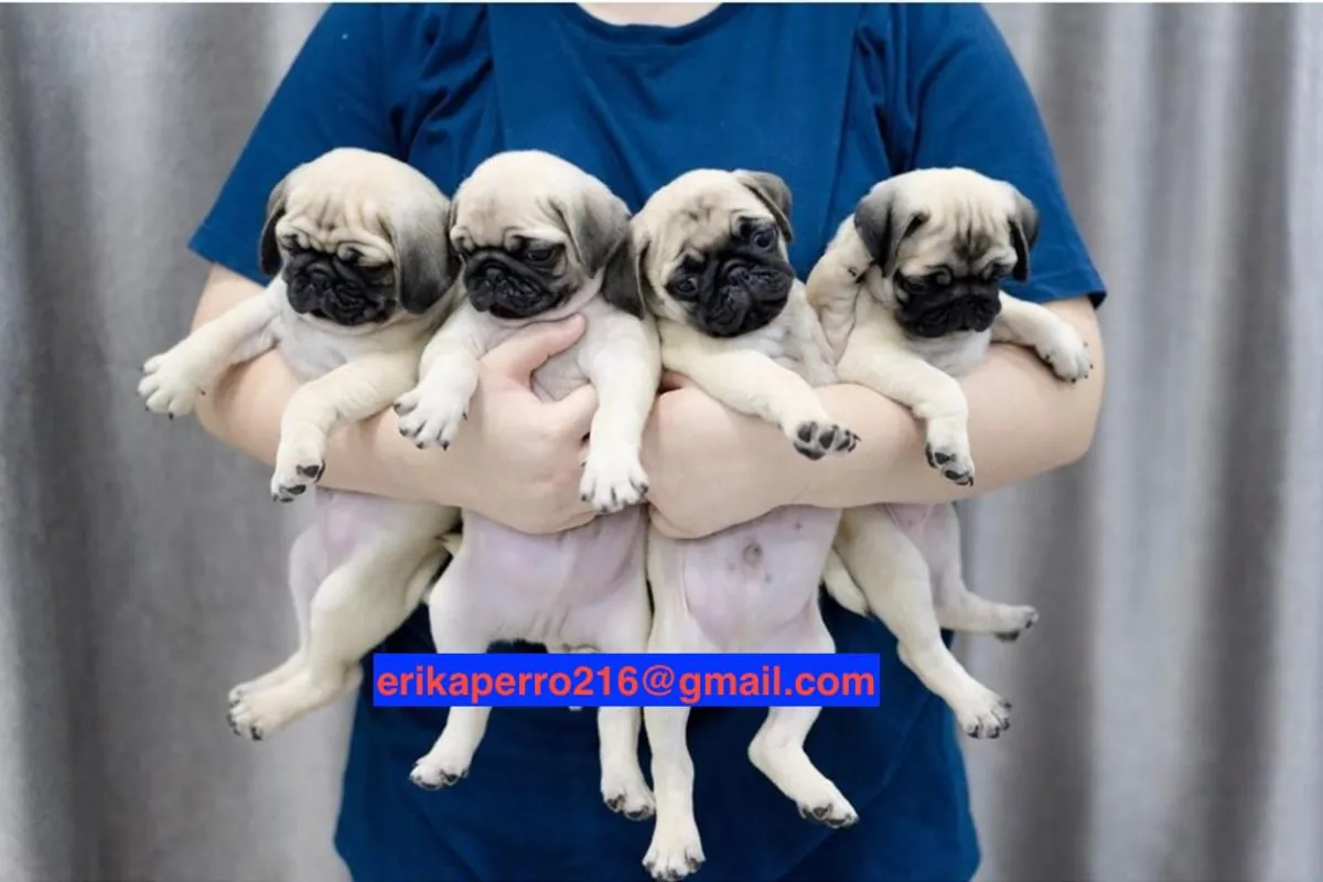 Regalo cachorros de Carlino (macho y hembra)