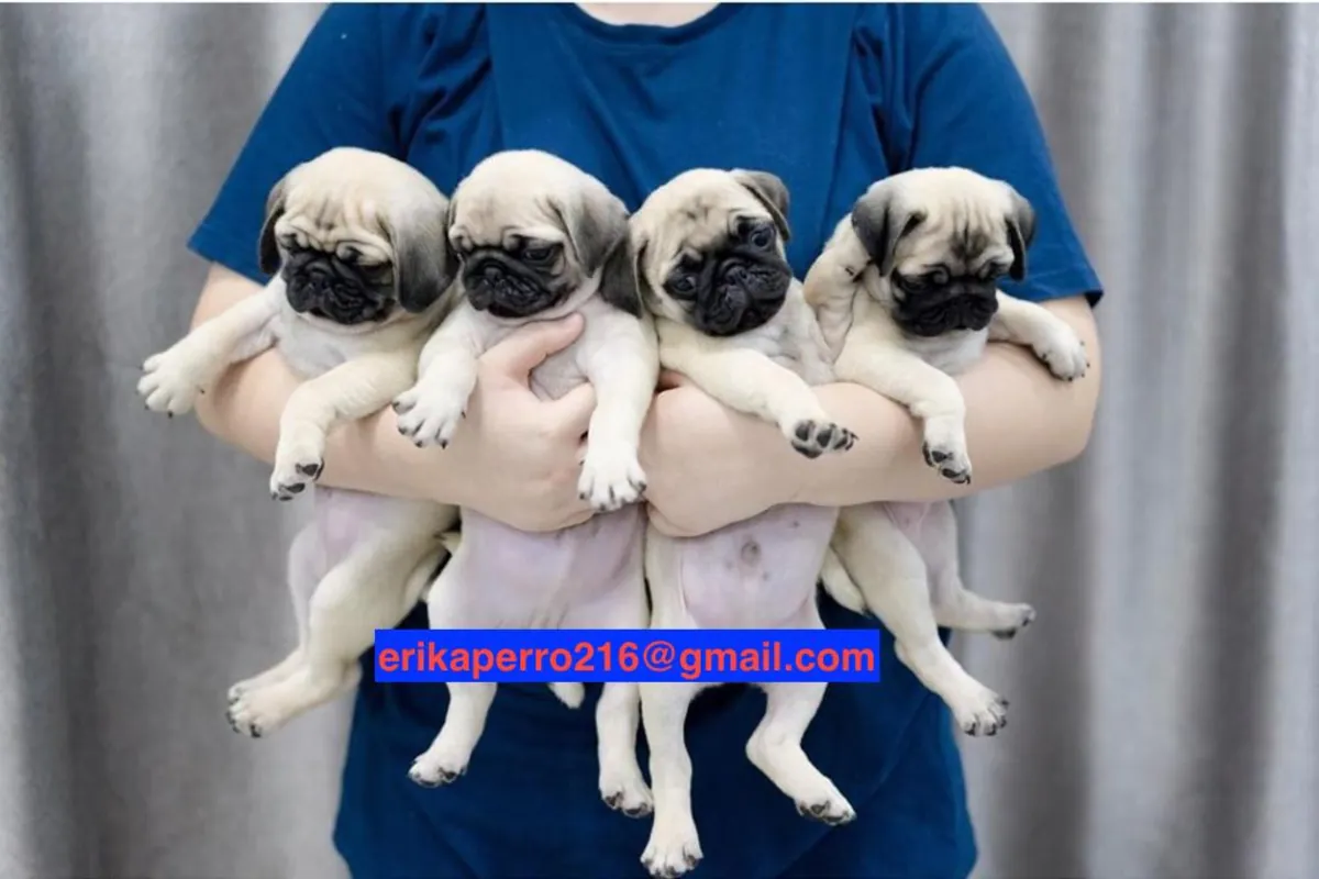 Regalo cachorros de Carlino (macho y hembra)