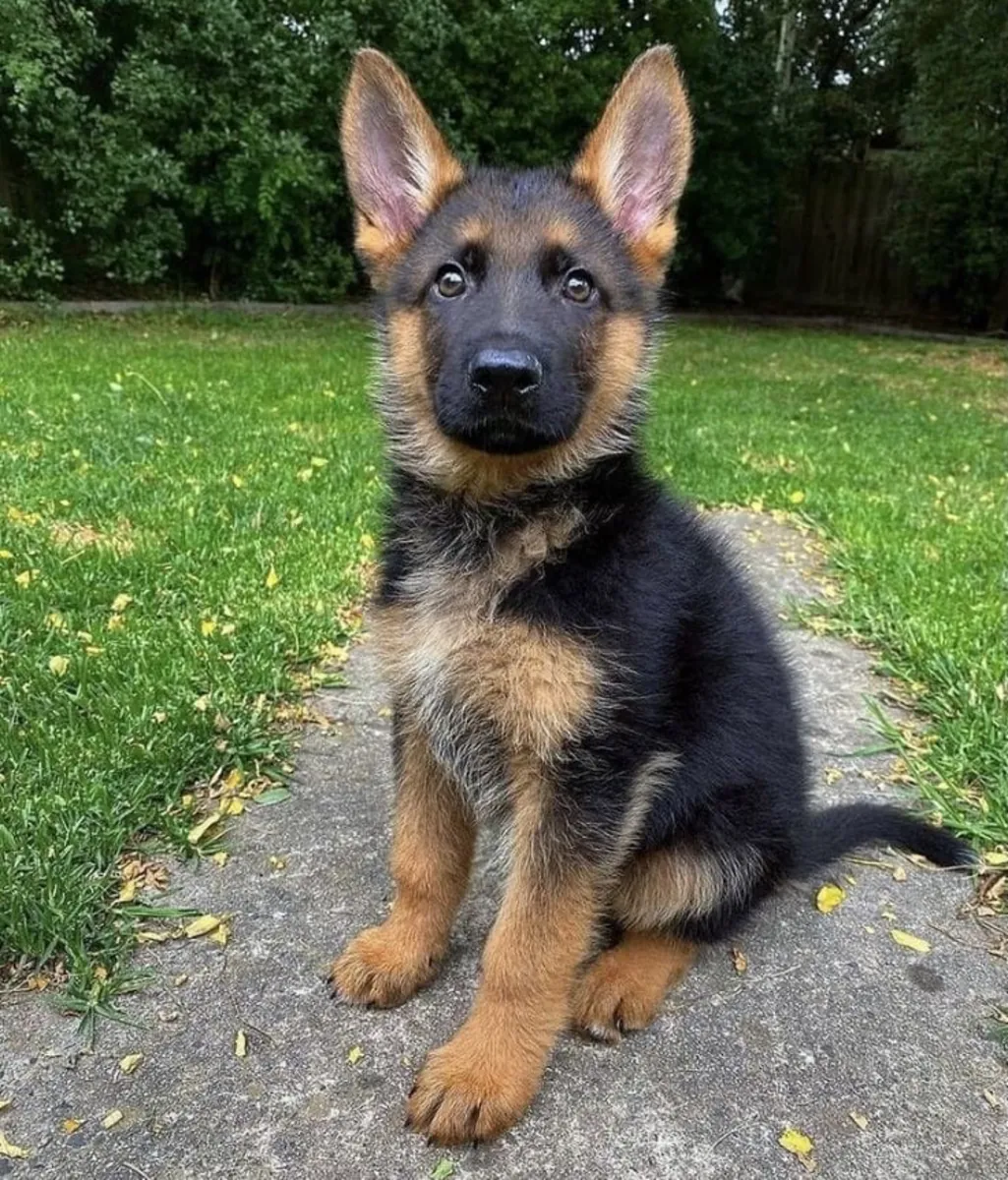 Cute German shepherd 