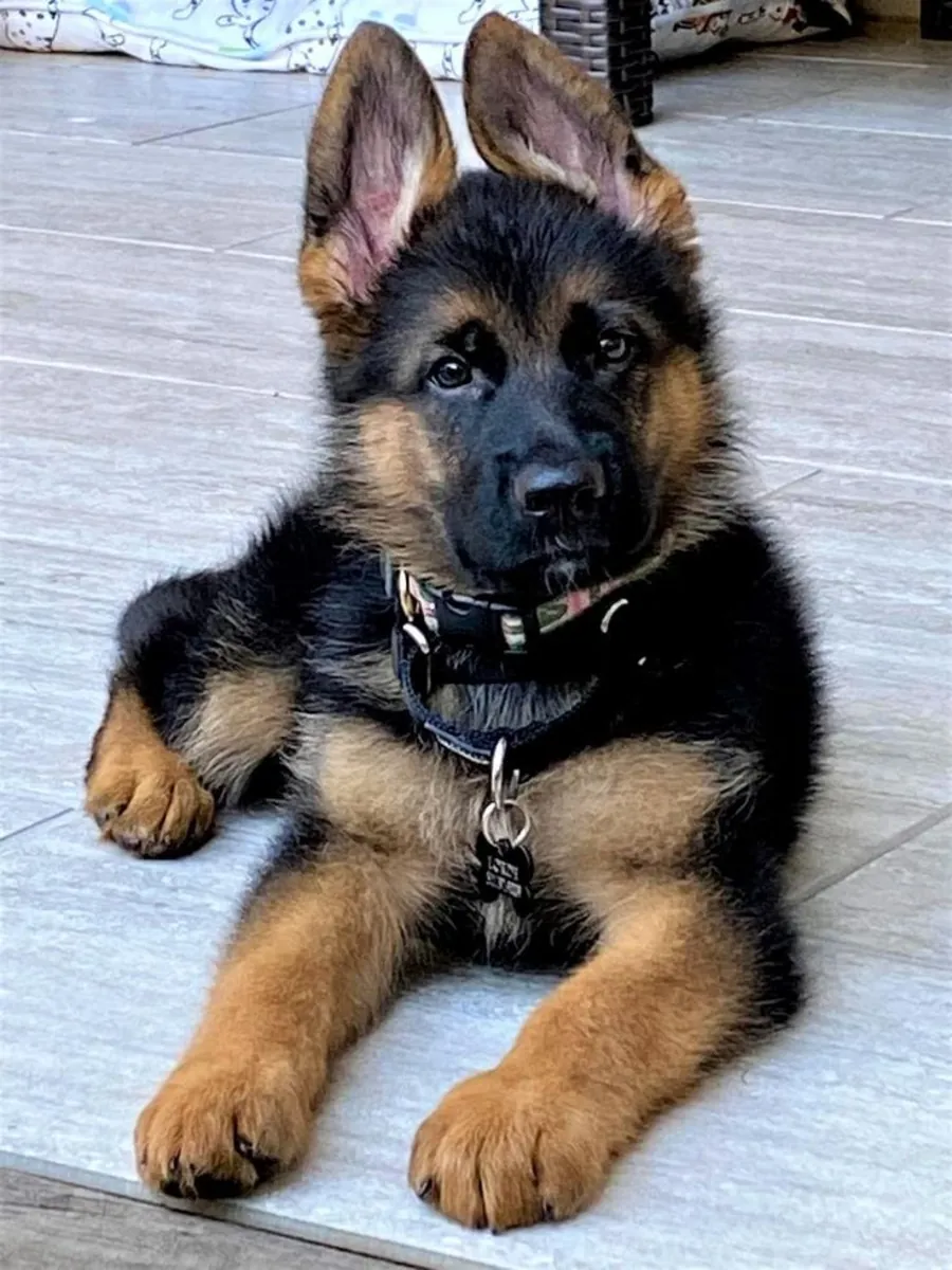 Cute German shepherd 