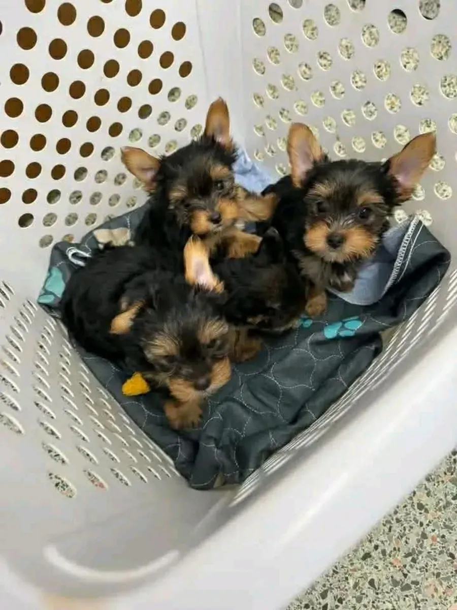 Lütfen benimle Whatsapp üzerinden iletişime geçin, yavru köpekler çok sevimli, onları seveceksiniz
