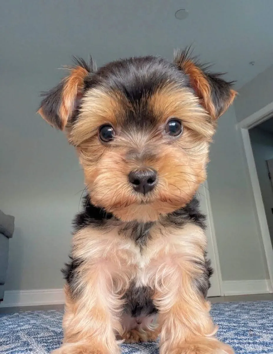 Adorables chiots Yorkie 🐾 Chiots Yorkie mignons, énergiques et affectueux disponibles pour un foyer aimant