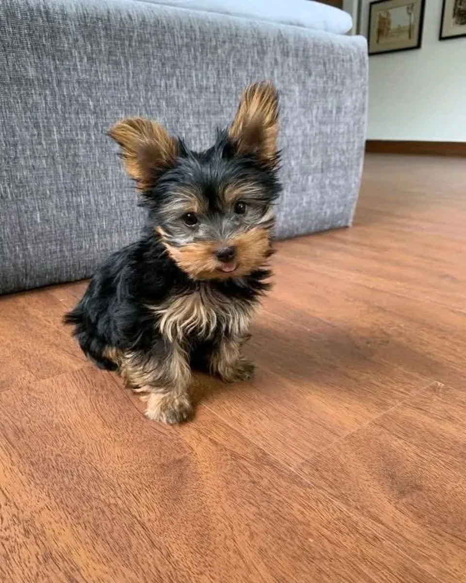 迷人的约克夏犬幼犬，请通过Whatsapp与我们联系