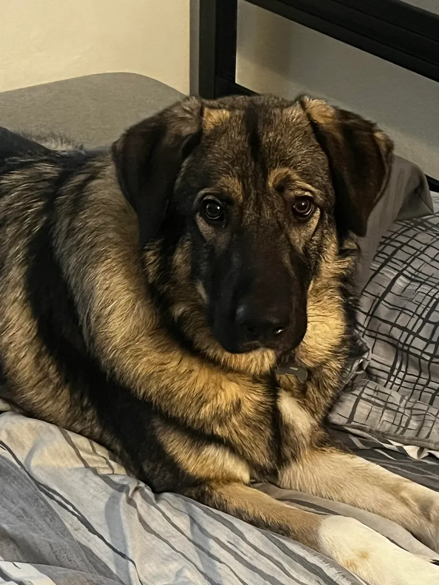 It's not suitable for the apartment, it's causing us a lot of trouble.