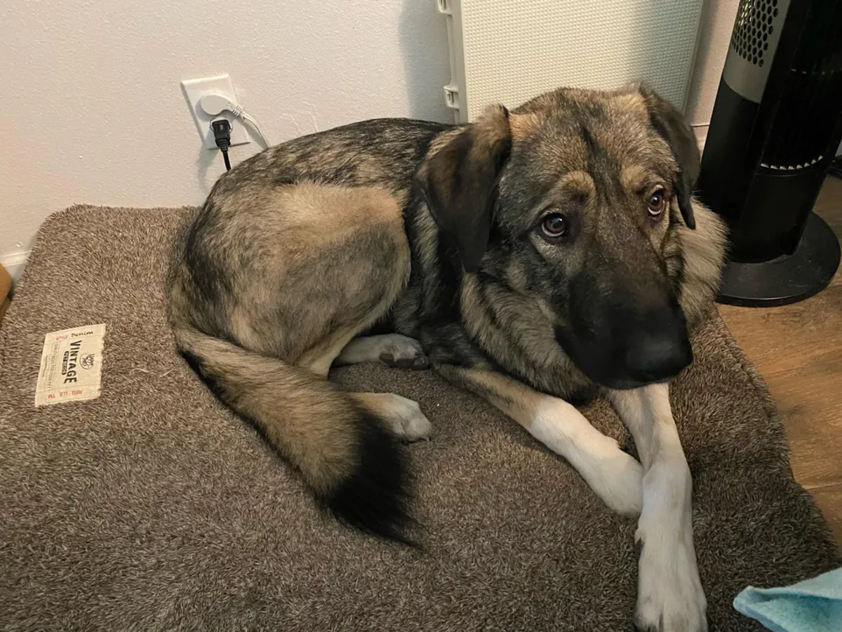 It's not suitable for the apartment, it's causing us a lot of trouble.