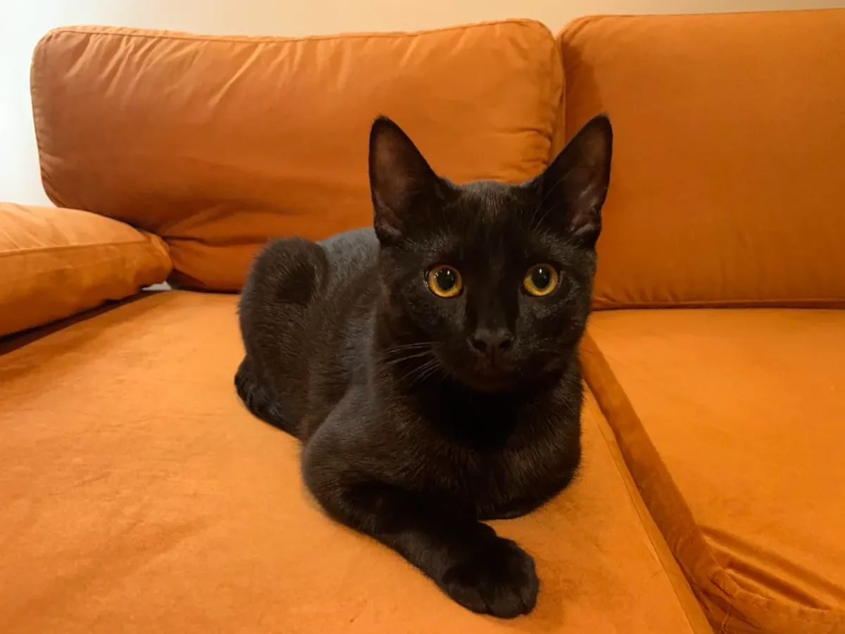 Чёрная кошка к этому привыкла, но мы не можем о ней позаботиться.