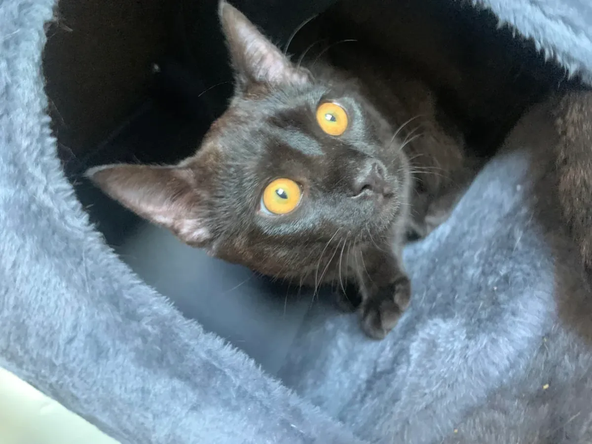 Чёрная кошка к этому привыкла, но мы не можем о ней позаботиться.