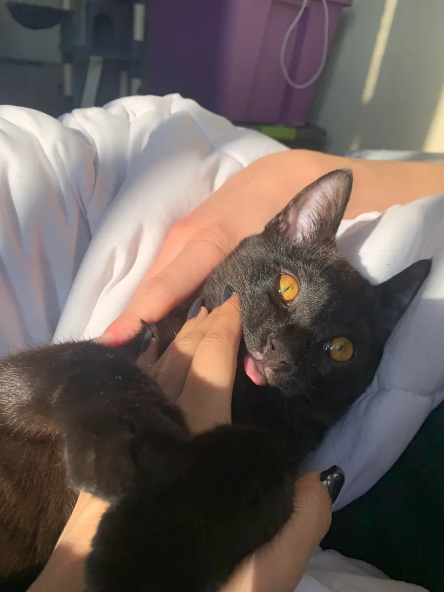 Чёрная кошка к этому привыкла, но мы не можем о ней позаботиться.