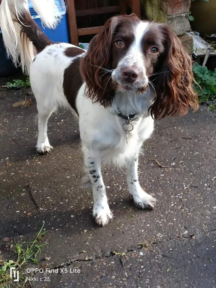 Он был слишком энергичен, он не мог угнаться за нашим темпом.