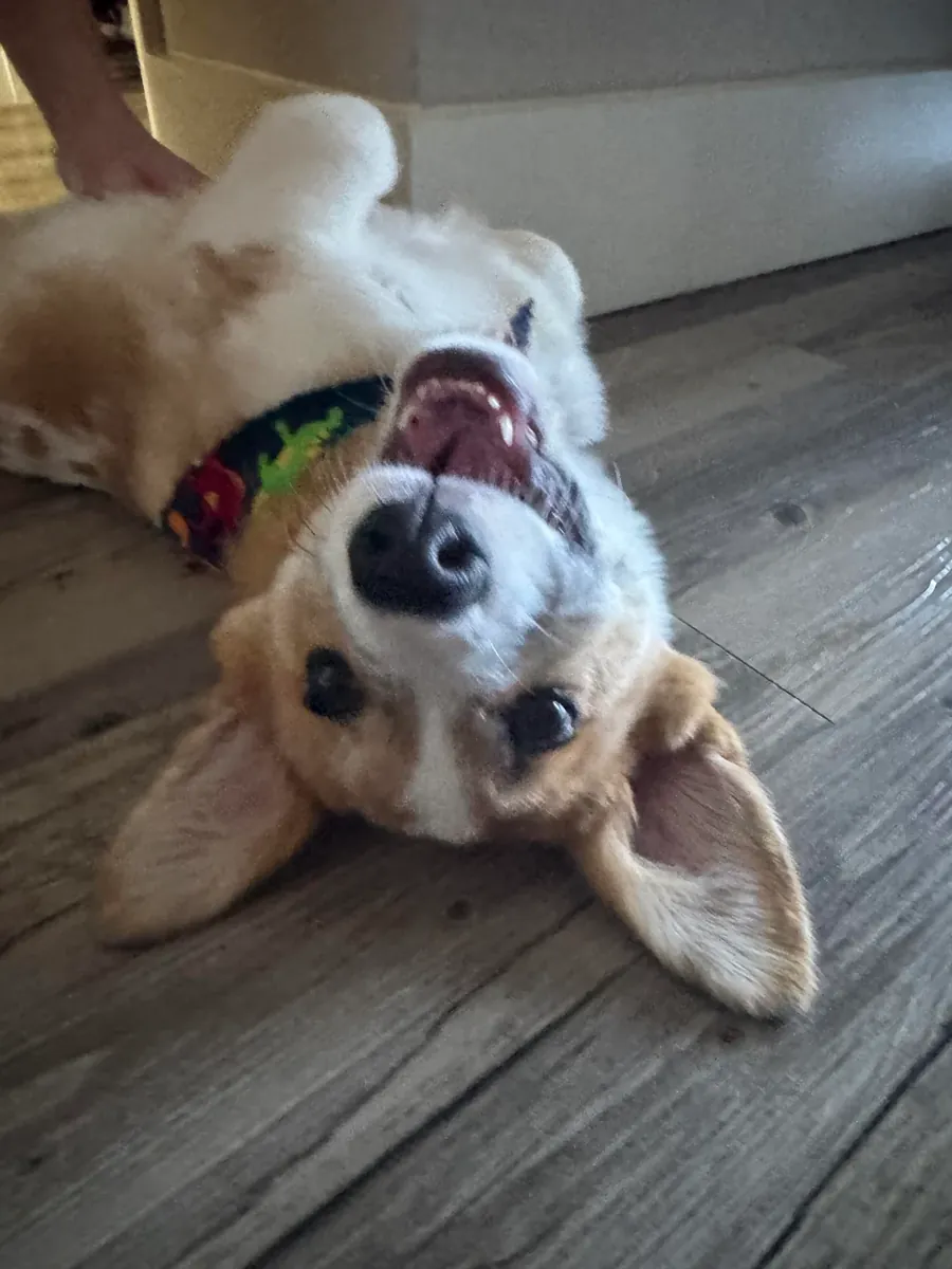 corgi, needs more attention than expected