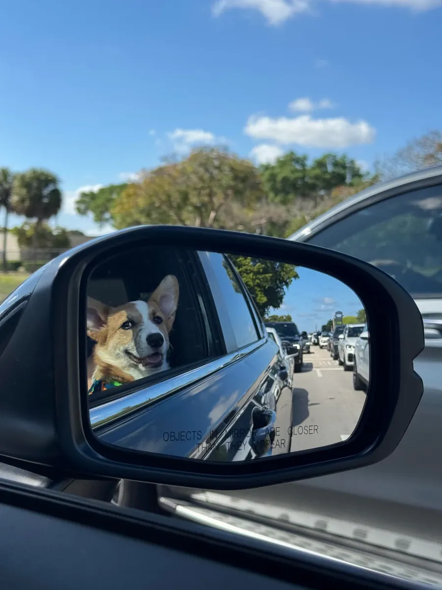 corgi, needs more attention than expected