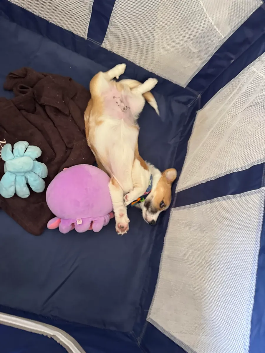 corgi, needs more attention than expected