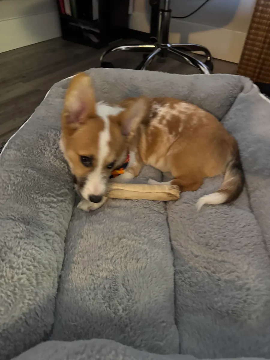 corgi, needs more attention than expected