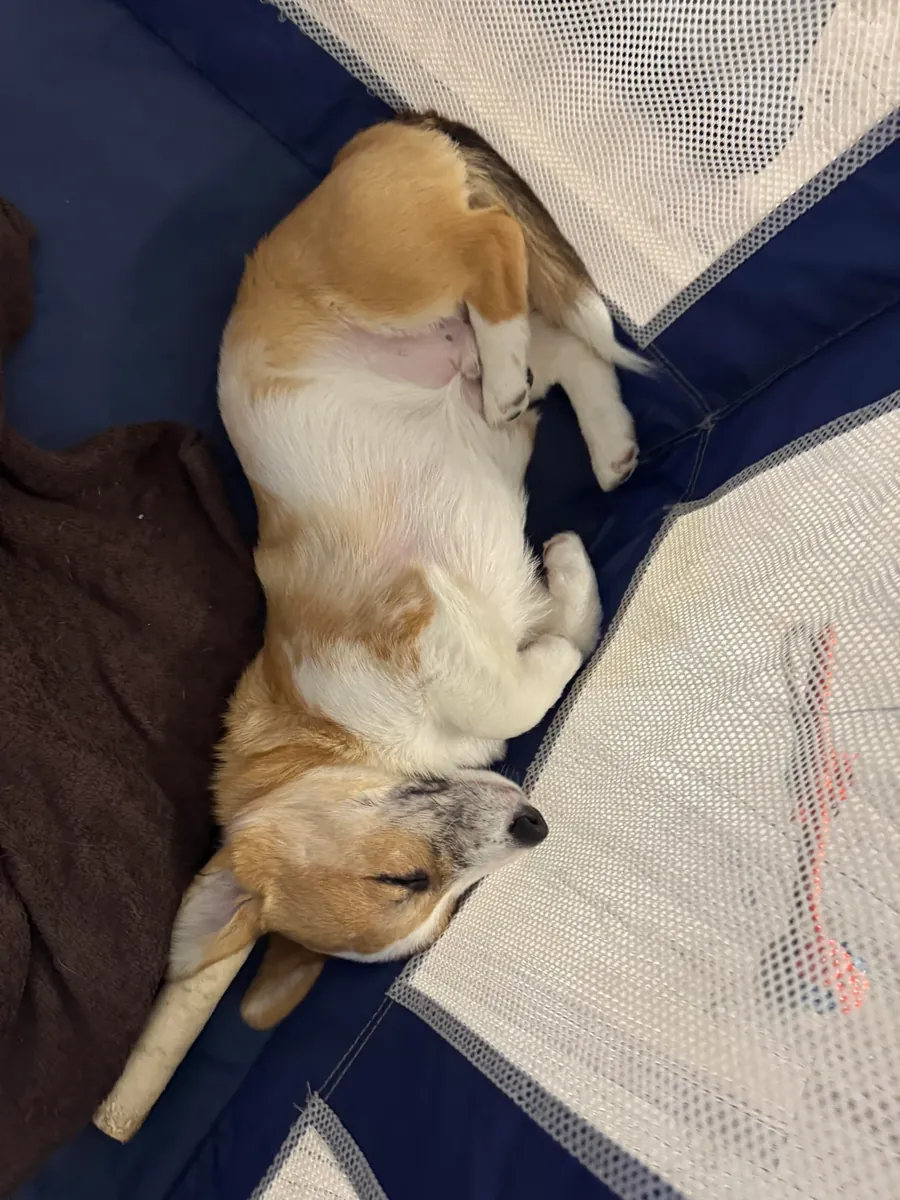 corgi, needs more attention than expected