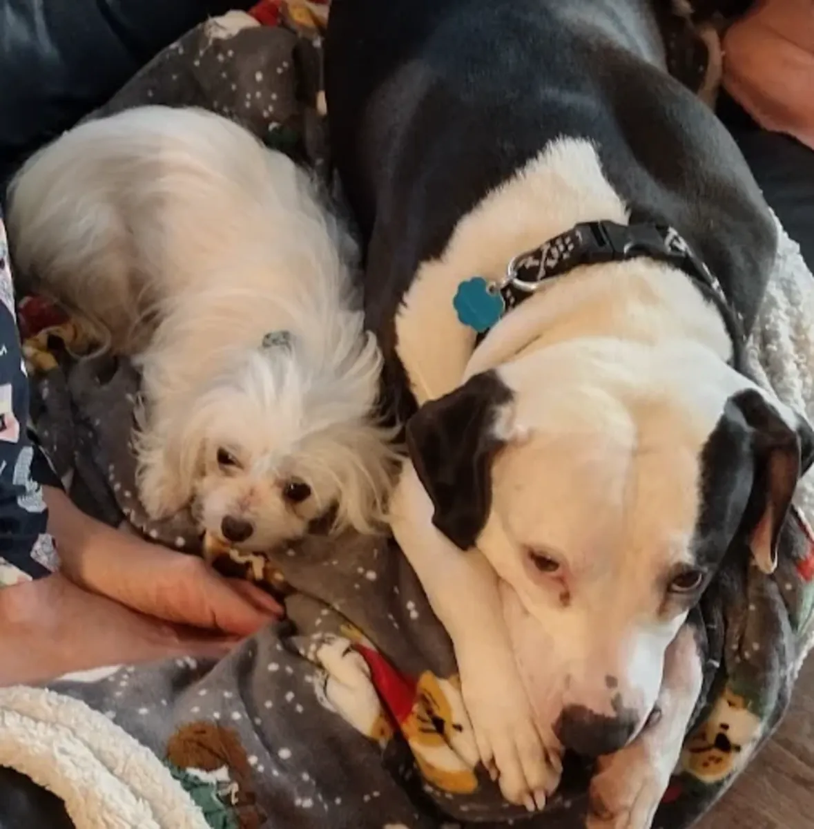 small dog, needs regular care