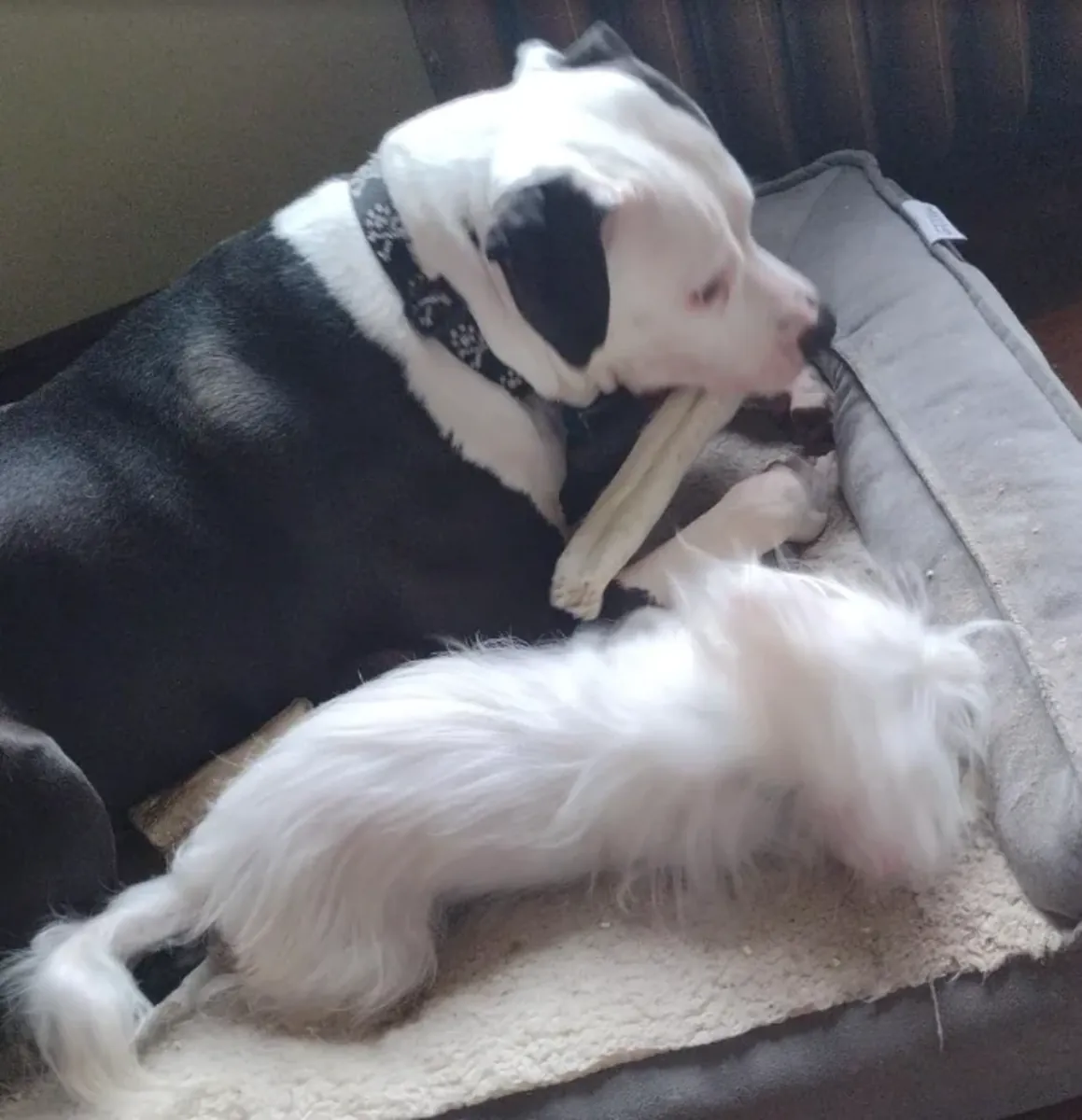 small dog, needs regular care