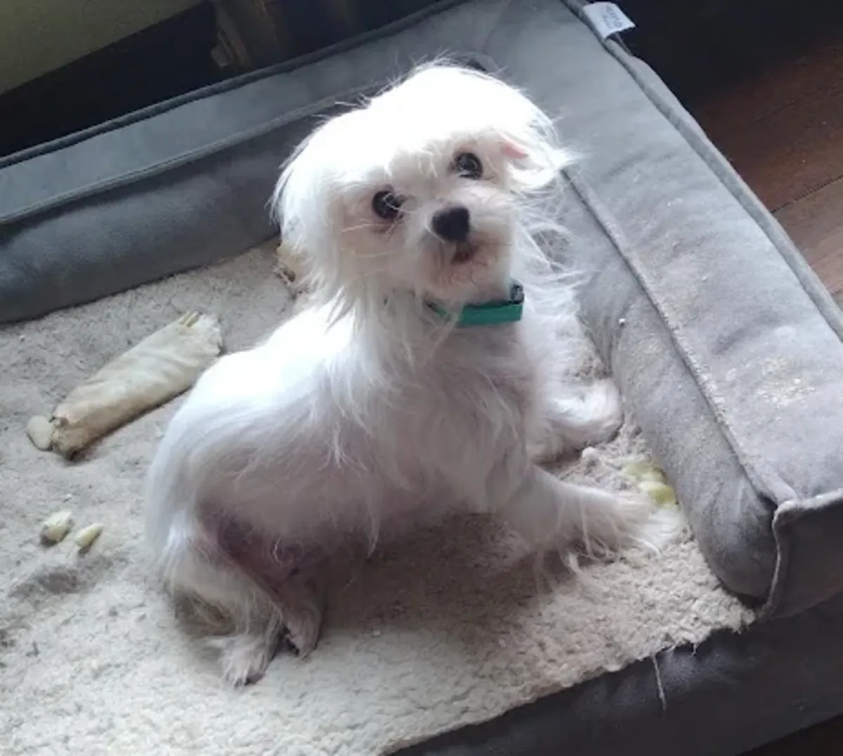 small dog, needs regular care