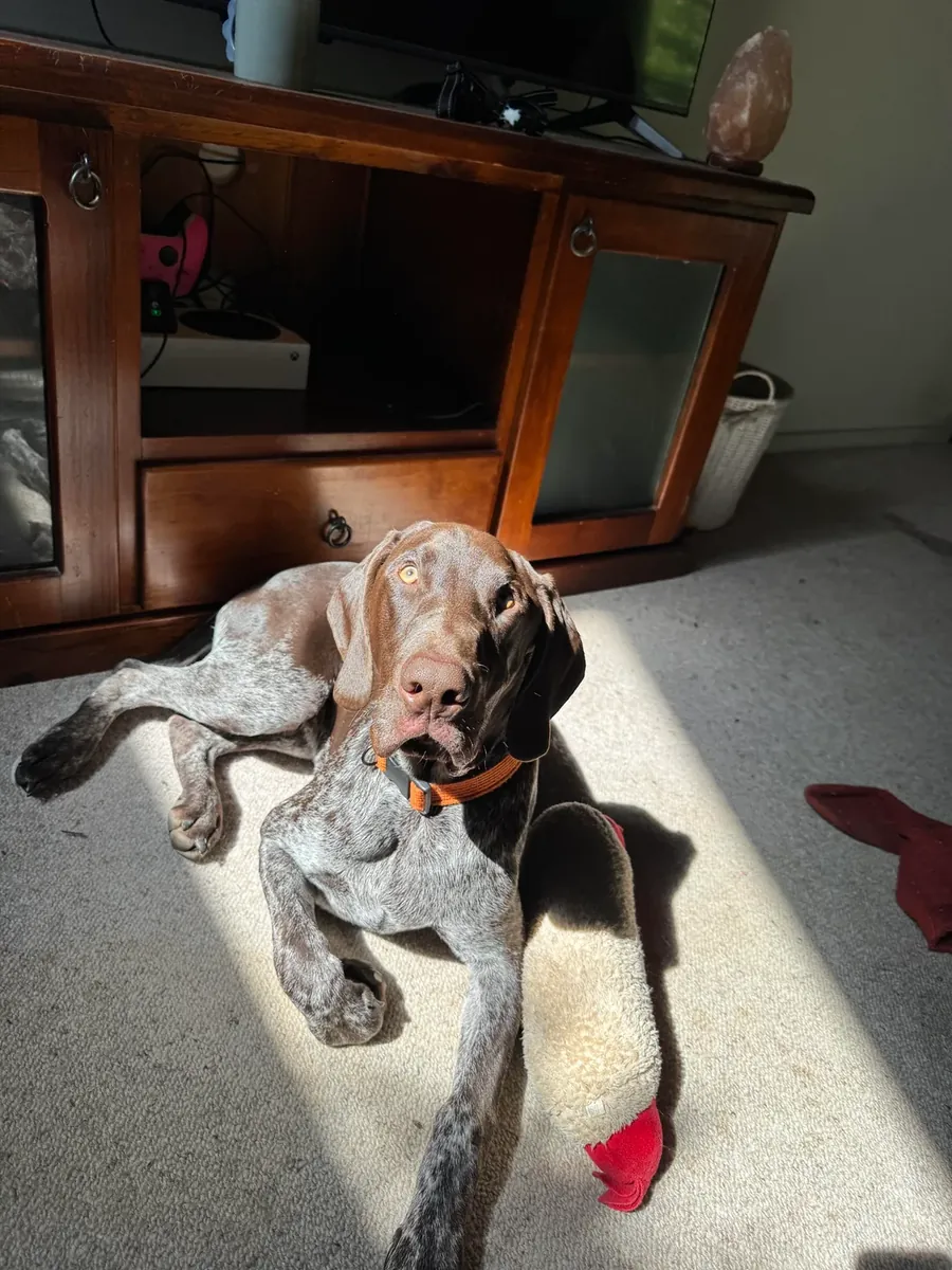 active dog, not suited to my routine