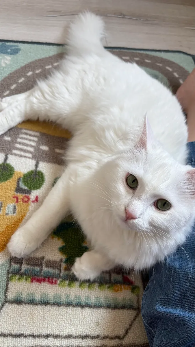 indoor cat, change in circumstances