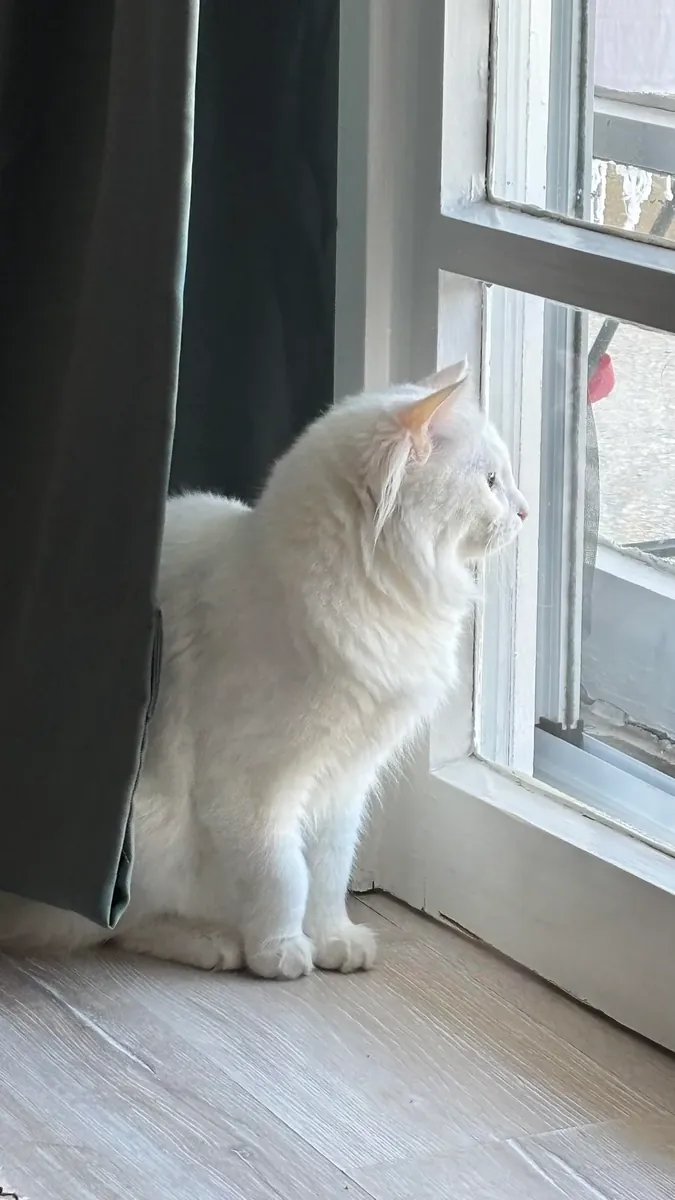 indoor cat, change in circumstances