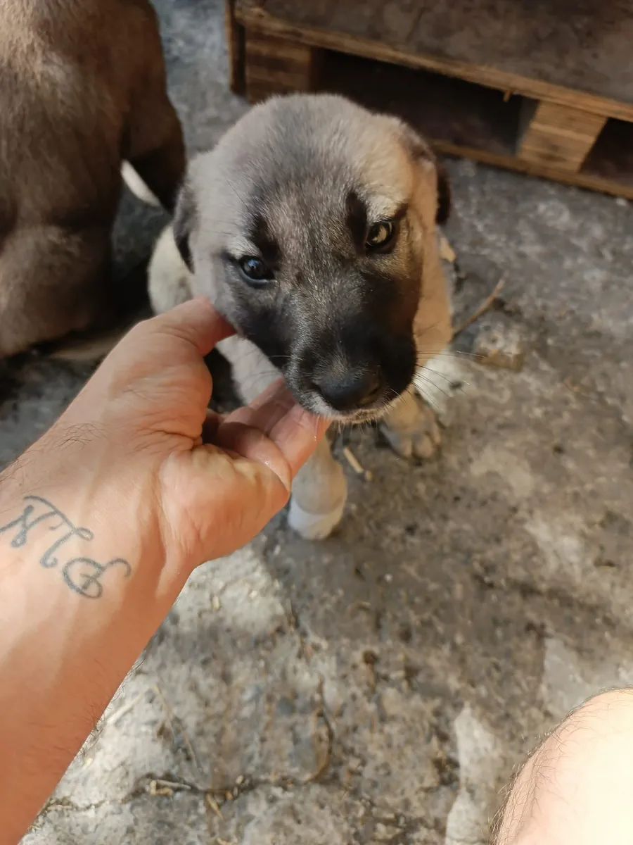 2 aylık safkan yavrular