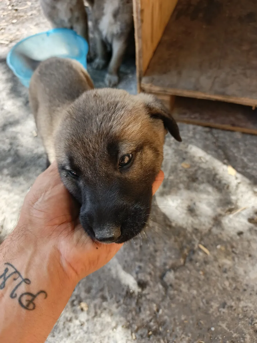 2 aylık safkan yavrular